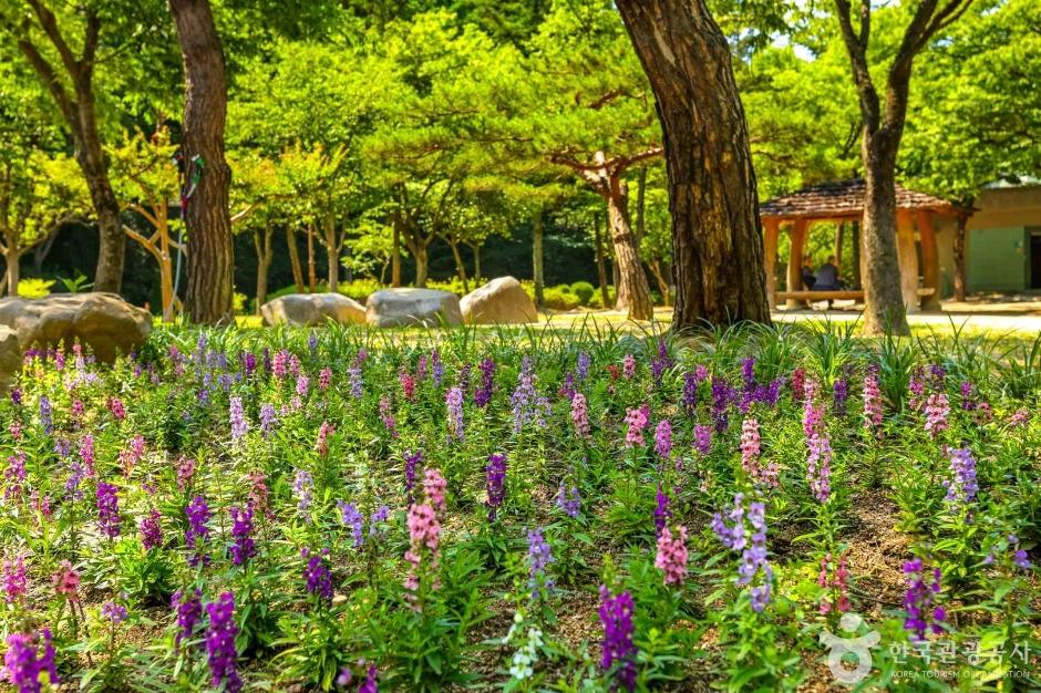 앞산 전망대·안일사 (왕건의 피신처)