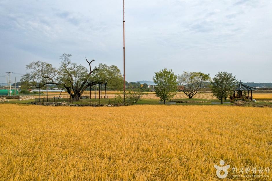 예천 회룡포 — 내성천 350도 물돌이 마을