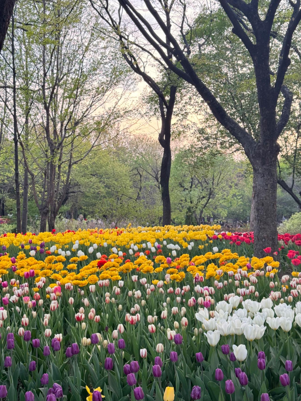 서울숲 — 도심 산림·수변 공원